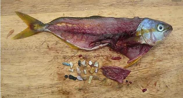 震驚！首次確認(rèn)：人體已被微塑料污染！